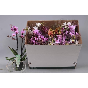 Phalaenopsis MF mix 12Ø 50cm 2st 30fl