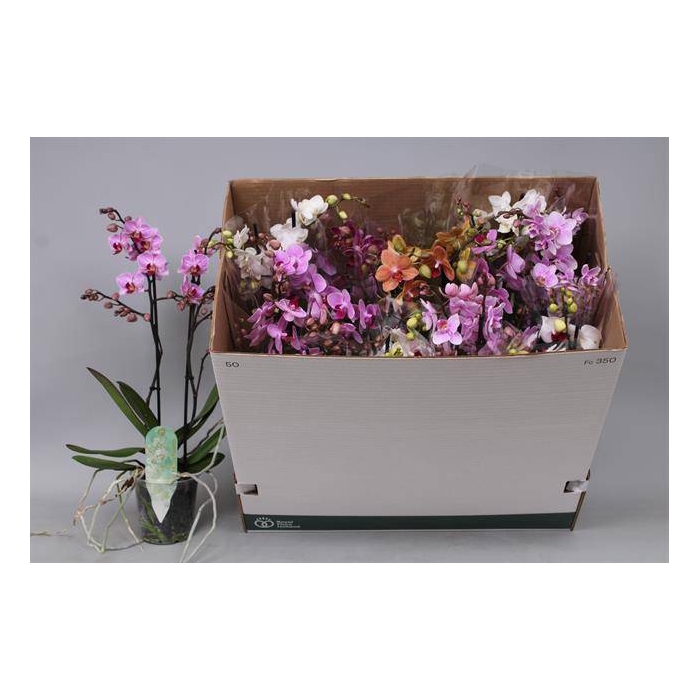 <h4>Phalaenopsis MF mix 12Ø 50cm 2st 30fl</h4>