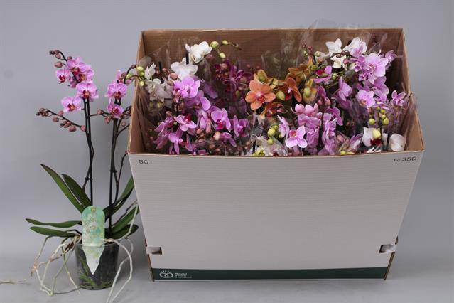 Phalaenopsis MF mix 12Ø 50cm 2st 30fl