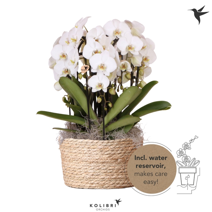 <h4>Kolibri Orchids Phalaenopsis Mono Bouquet Niagara Fall white 6 spike in Reed Basket with watering system</h4>