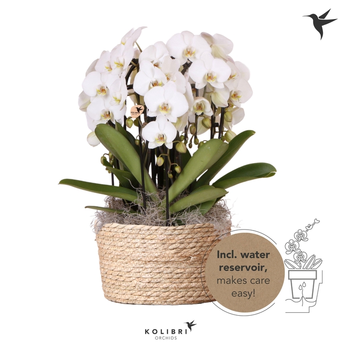 <h4>Kolibri Orchids Phalaenopsis Mono Bouquet Niagara Fall white 6 spike in Reed Basket with watering system</h4>