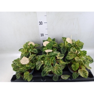 Peperomia