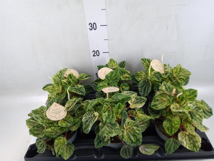 <h4>Peperomia</h4>