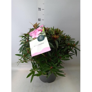 Rhododendron   ...