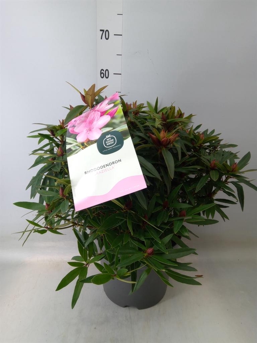 <h4>Rhododendron   ...</h4>