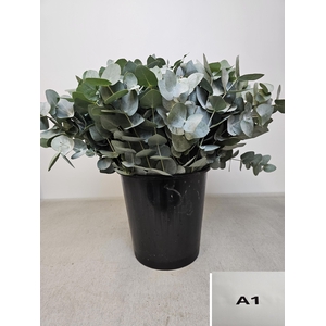 EUC CINEREA PER STEEL -SP-