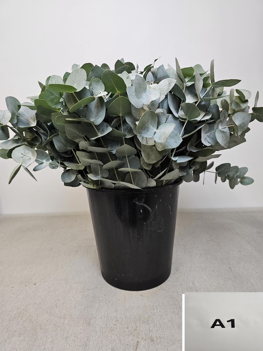 <h4>EUC CINEREA PER STEEL -SP-</h4>