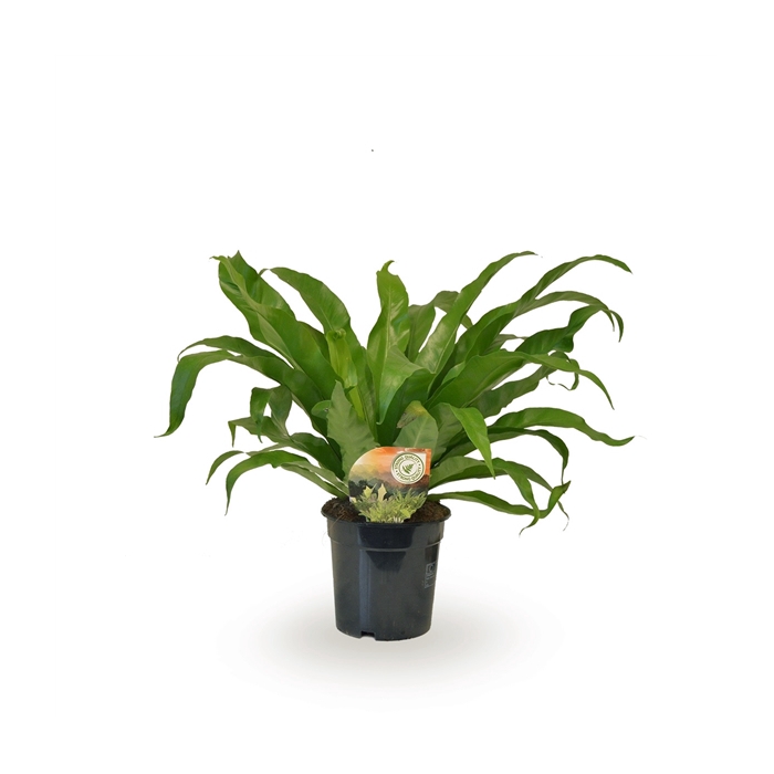 <h4>Asplenium antiquum</h4>