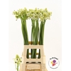 Ornithogalum Saundersiae
