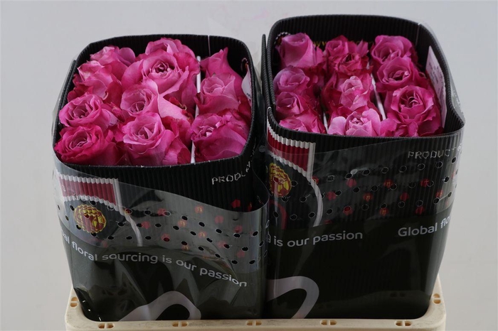 <h4>R Gr All 4 Love</h4>