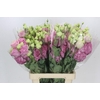 Eustoma Du Rosita Pink
