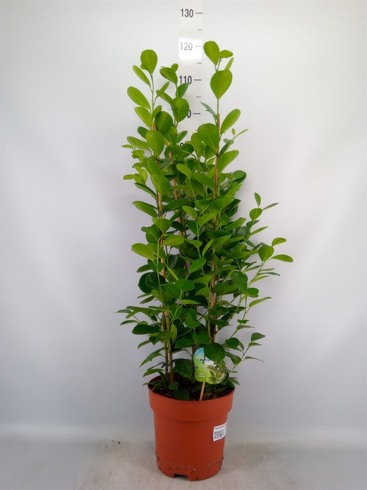 <h4>Ficus microcarpa 'Moclame'</h4>