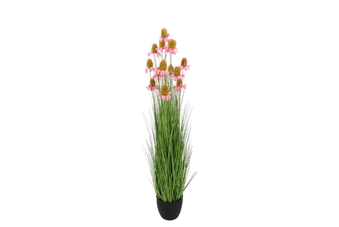 <h4>Silk Cosmos Grass Pink 120cm Nm</h4>