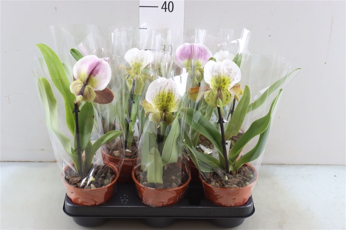 <h4>Paph Amerika Hyb Gem</h4>