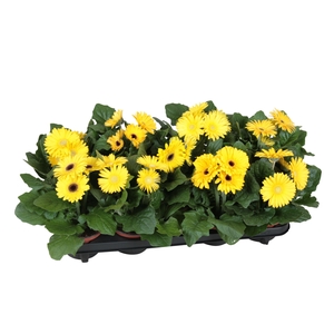 Gerbera belicht 2+bl 12cm excellent geel (diverse kleurtinten).