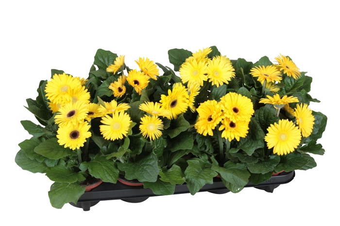 <h4>Gerbera belicht 2+bl 12cm excellent geel (diverse kleurtinten).</h4>