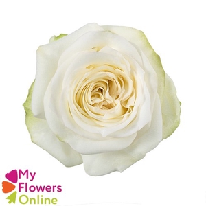 R Gr Candlelight Bicolor 50cm EC