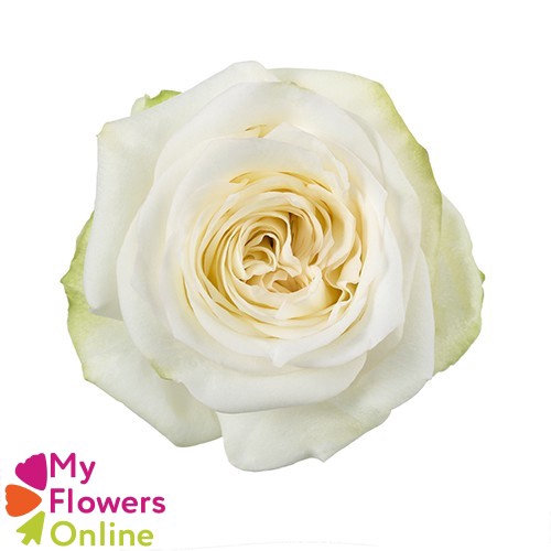 <h4>R Gr Candlelight Bicolor 50cm EC</h4>