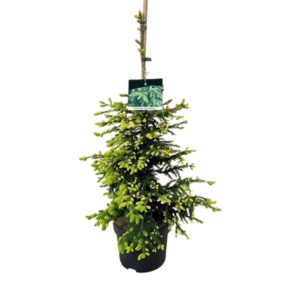 <h4>Picea orientalis 'Aureospicata'</h4>