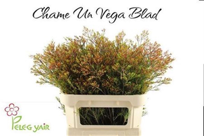 <h4>Chame Un Vega Blad</h4>