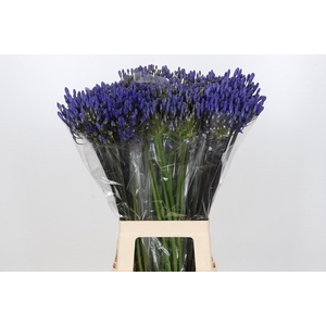 Agapanthus Eyfori Blue