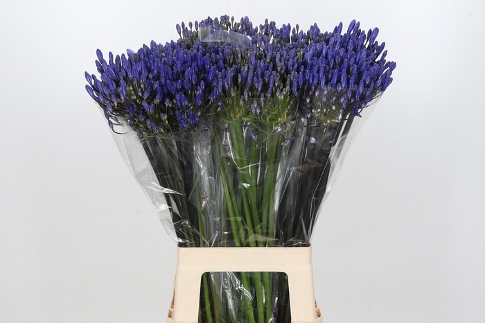 <h4>Agapanthus Eyfori Blue</h4>