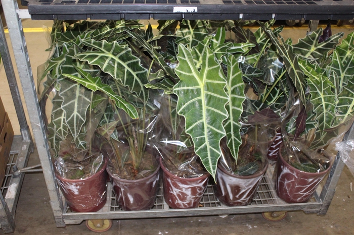 <h4>ALOCASIA AMAZONICA P23</h4>