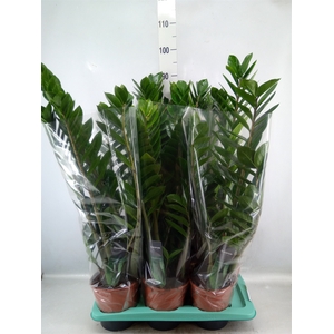 Zamioculcas zamiifolia