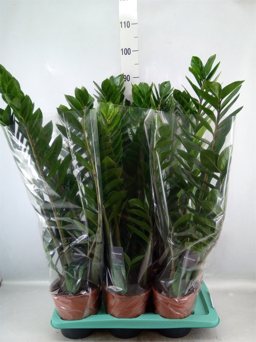 <h4>Zamioculcas zamiifolia</h4>