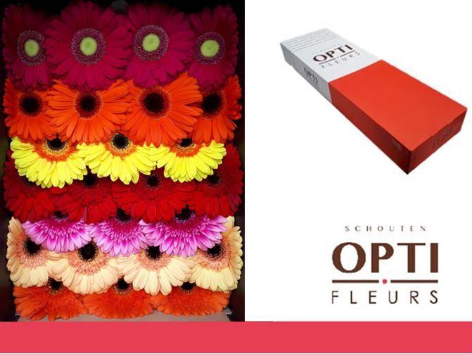Gerbera Mix Herfst Doos