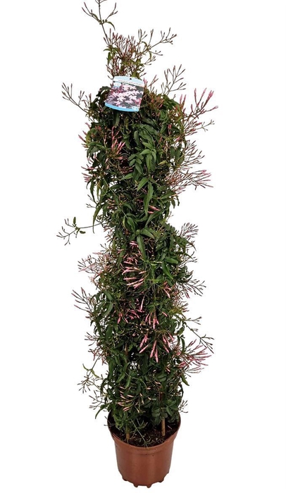 <h4>Jasminum Polyanthum Pyramid - 1154</h4>