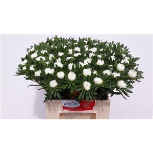 Callistephus Mats White