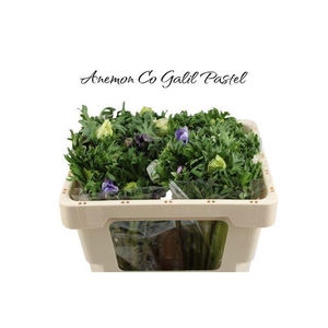 ANEM CO GALIL PASTEL