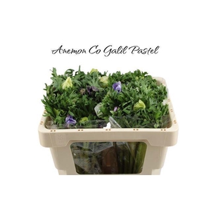 ANEM CO GALIL PASTEL