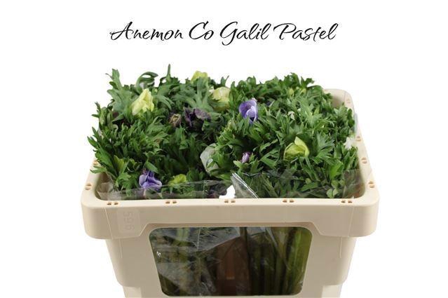 <h4>ANEM CO GALIL PASTEL</h4>