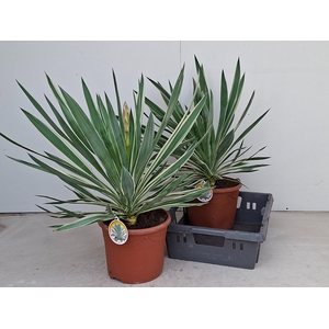 YUCCA GLORIOSA P26