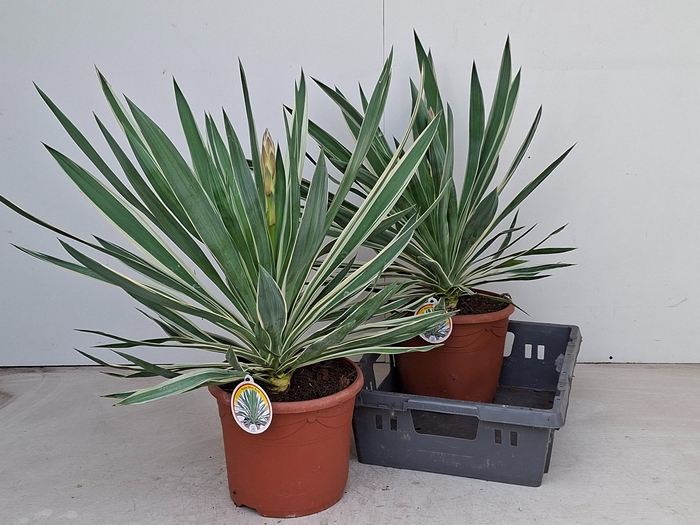 <h4>YUCCA GLORIOSA P26</h4>