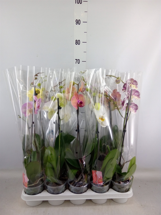 <h4>Phalaenopsis   ...mix</h4>