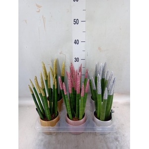 Sansevieria cyl.  ...