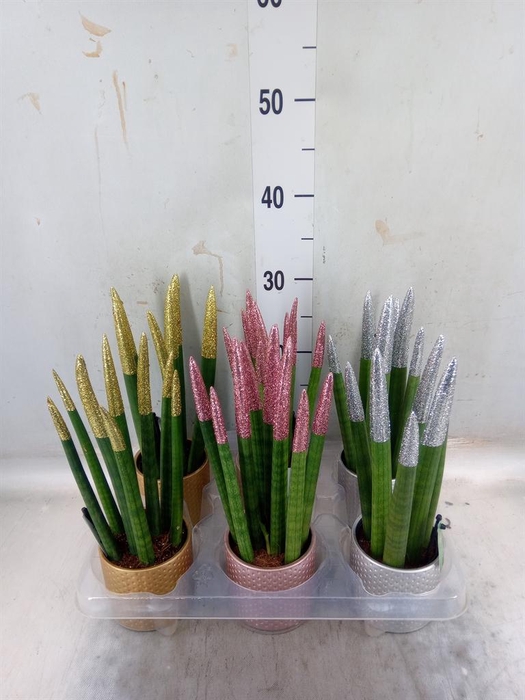 <h4>Sansevieria cyl.  ...</h4>