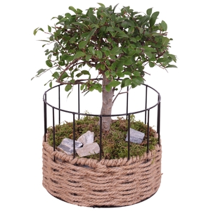 Bonsai Indoor Ø20cm Ball Shape in Frame Rope Pot Round Ø21cm