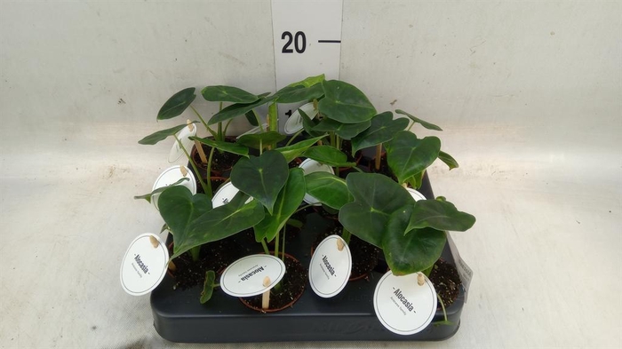 <h4>Alocasia   ...</h4>