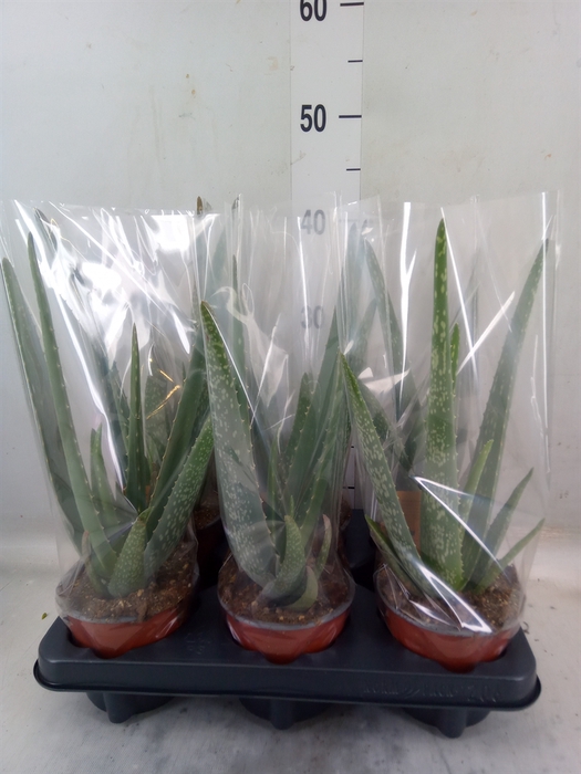 <h4>Aloe vera</h4>