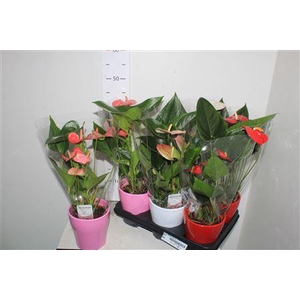 Anthu An Gem 3 Kl 4+ ** In Ceramic **