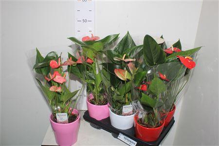 <h4>Anthu An Gem 3 Kl 4+ ** In Ceramic **</h4>