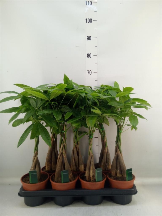 <h4>Pachira aquatica</h4>