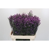 Aster Baby Pink