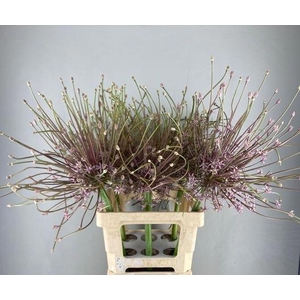 ALLIUM SCHUBERTII