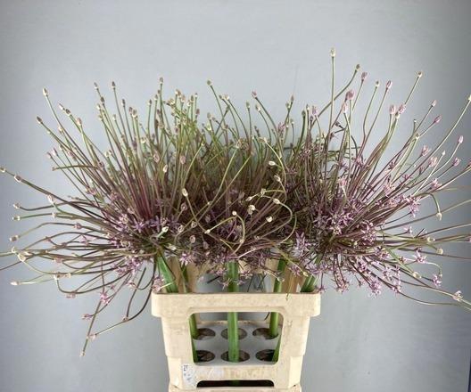 <h4>ALLIUM SCHUBERTII</h4>