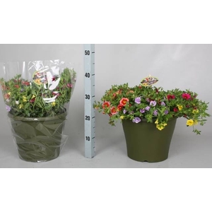 CALIB MINIF GEM POT
